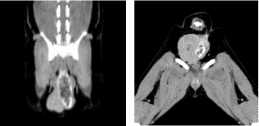 肛門嚢アポクリン腺癌